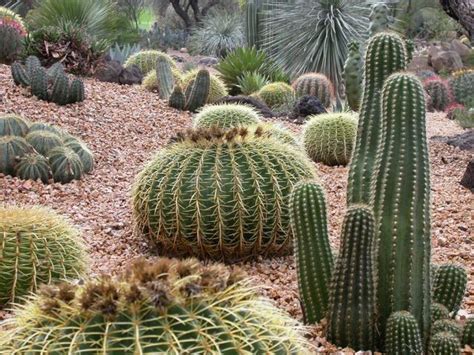 36 Beautiful Cactus Landscaping Ideas For Your Front Yards Decor