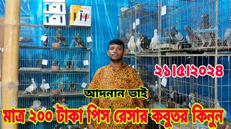 মাত্র 200 টাকা পিস রেসার কবুতর কিনুন মাথা নষ্ট অফারে কবুতর কিনুন