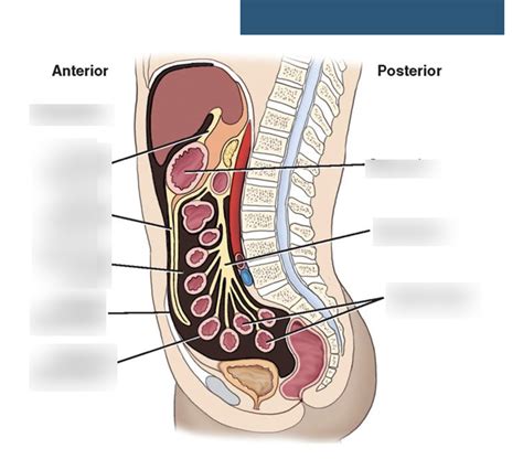 abdomen anatomy side view Diagram | Quizlet