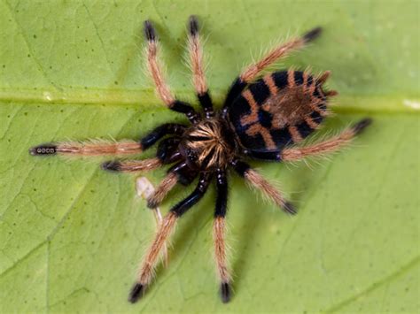 Chromatopelma Cyaneopubescens Green Bottle Blue My Monsters