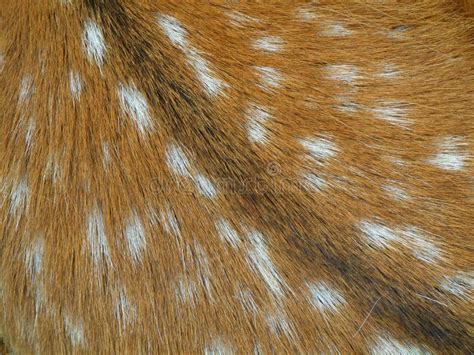 Fallow deer spots on fur stock image. Image of horizontal - 37841771