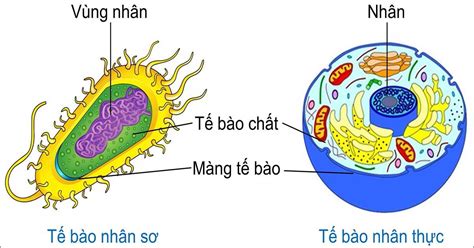 Tế bào nhân sơ là gì Cấu tạo và Đặc điểm của tế bào nhân sơ