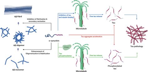 Schematic Diagram Of The Possible Relationship Of α Synuclein With