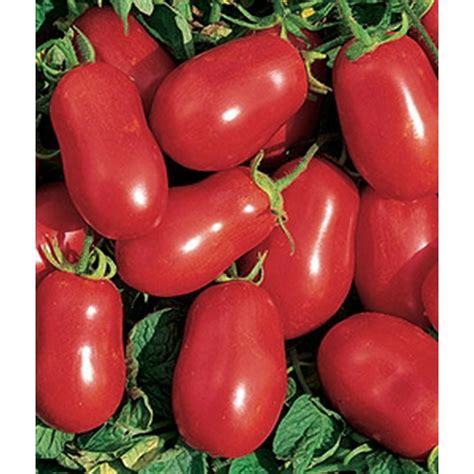 Tomato Roma Vf Seed 1 Packet