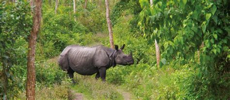 Chitwan Wildlife Safari | Nepal Wildlife Adventure Travel | World ...