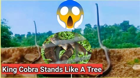 Watch Video Of King Cobra Standing Up King Cobra Stands Up As Tall As