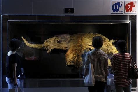 Jap N Exhibe Por Primera Vez Al Mamut Yuka Japon Foto Fotografia