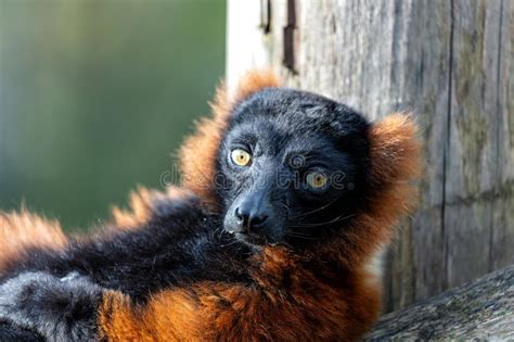 Red Ruffed Lemur Varecia Rubra Outdoors Stock Image Image Of Lemur