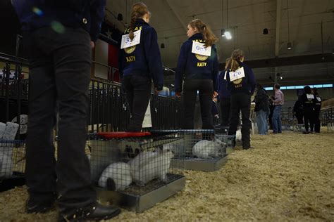 Ffa Livestock Show Rabbit Show Feb Katyisd Flickr