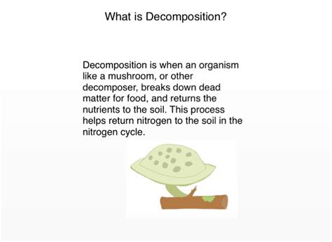 Decomposition And The Nitrogen Cycle Screen On Flowvella