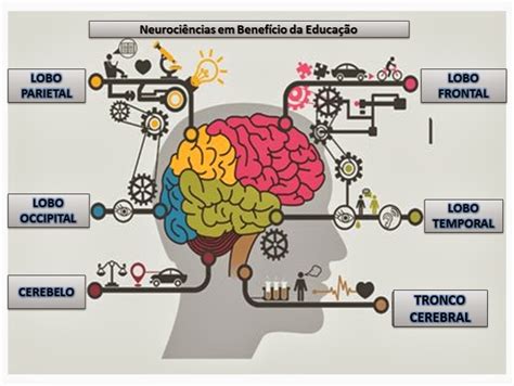 Neurociências Em Benefício Da Educação Infográfico Cerebral