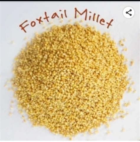 Foxtail Millet Whole Grains Packaging Size At Rs Kg In Chitradurga