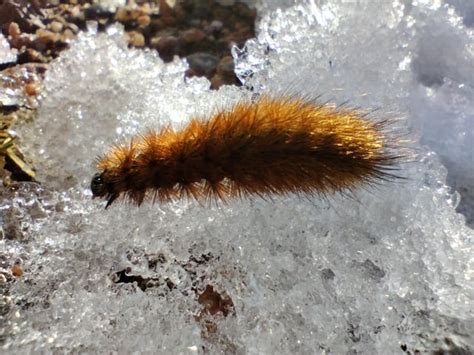 Scotland Found This Wee Baby Crawling Across The Snow 500m Up A