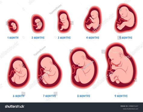 Stages Pregnancy Fetal Development Process Human Stock Vector Royalty