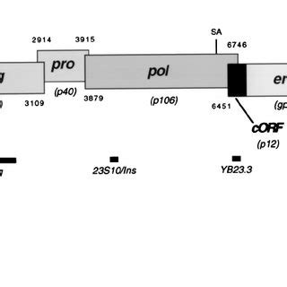 Map Of Herv K Type Proviral Structure Genes And Corresponding Orfs