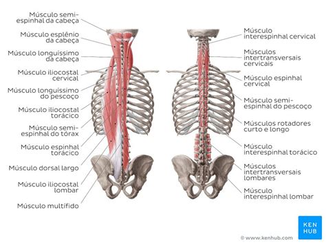 Anatomia Do Dorso Músculos Coluna Vertebral Funções Kenhub