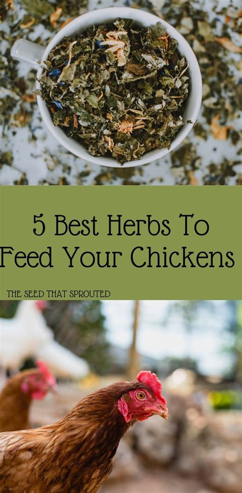 Best Herbs To Feed Your Chickens In Herbs For Chickens