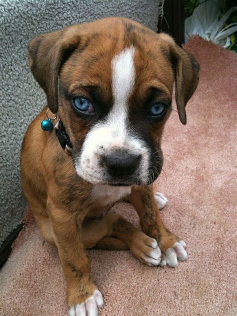 White Boxer Puppies With Blue Eyes