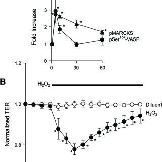 A Time Course Of Pser Vasodilator Stimulated Phosphoprotein