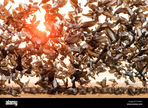 Birds Of Same Feather Flock Together Stock Photo Alamy