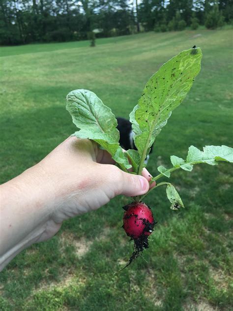 My first ever radish! : r/gardening