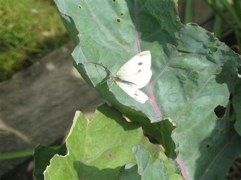 Identify Pests Landsdale Plants