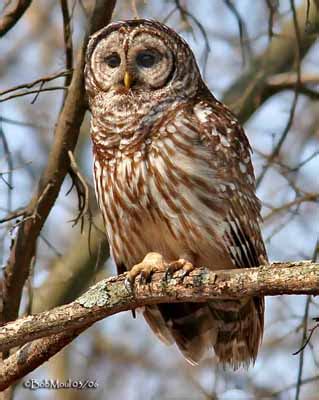 Barred Owl