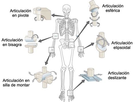 11 tipos de articulaciones del cuerpo humano imágenes y ejemplos