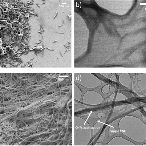 Sem And Tem Micrographs Of Cncs A And B Respectively Sem And Tem Download Scientific