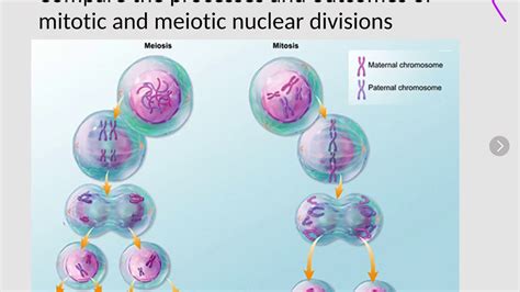 Compare The Processes And Outcomes Of Mitotic And Meiotic Nuclear