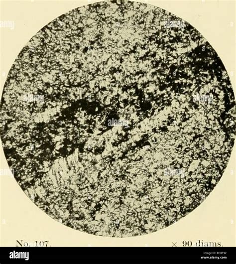 Silicified Limestone Hi Res Stock Photography And Images Alamy