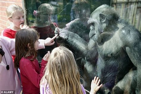 Baboons Had More Sex When Zoos Were Closed During The First Lockdown