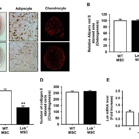 In Vivo Adipogenic Differentiation Of Adipose Tissue Derived Mscs A