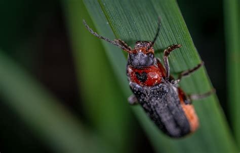 Macro Escarabajo Insecto Foto Gratis En Pixabay Pixabay