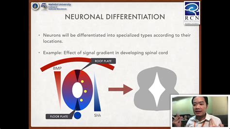 Foundation Of Neuroscience Neurogenesis Migration And