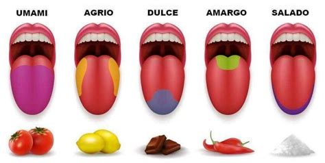 Los sabores básicos todo lo que debes saber sobre las percepciones de