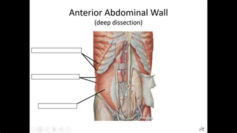 Anterior Abdominal Wall Deep Dissection Diagram Quizlet