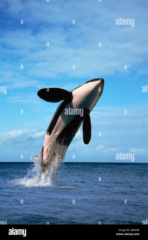 Jumping Killerwhale Hi Res Stock Photography And Images Alamy