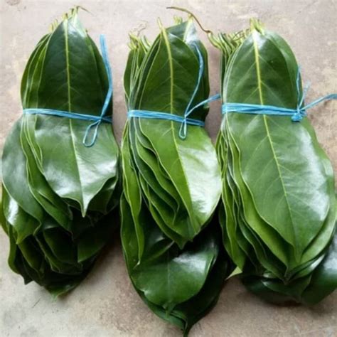 Jual Daun Sirsak Nangka Belanda Shopee Indonesia