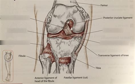 Anterior Knee Diagram Quizlet