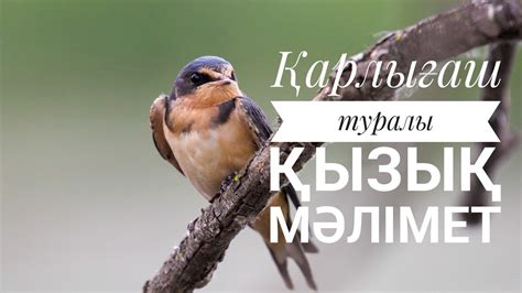 Қарлығаш туралы қызық мәлімет - YouTube