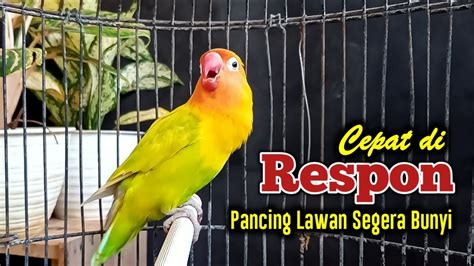 RESPONNYA CEPAT SEKALI MEMANCING LAWAN BUNYI SUARA BURUNG LOVEBIRD