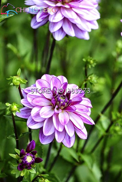Dahlia Pompon Flower Seeds 24 Mixed Colors Perennial Bestseedsonline