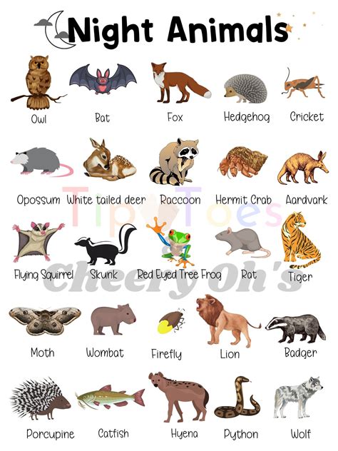 Nocturnal Animal Poster Night Animals Science Homeschool - Etsy