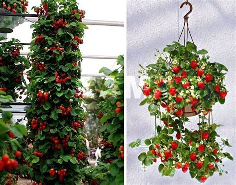 Вьющаяся клубника ?: уход и выращивание, описание сортов плетистой, как ...