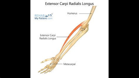 Anatomy Of The Extensor Carpi Radialis Longus Muscle Origin Insertion