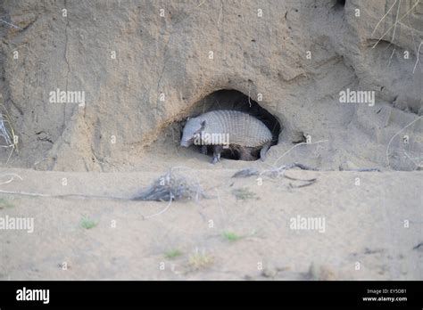 Pichi armadillo at the entrance to its burrow - Argentina Stock Photo - Alamy