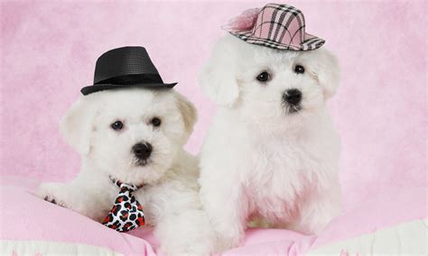 10 Fun Facts About Bichon Frise Dogs - The Dogington Post