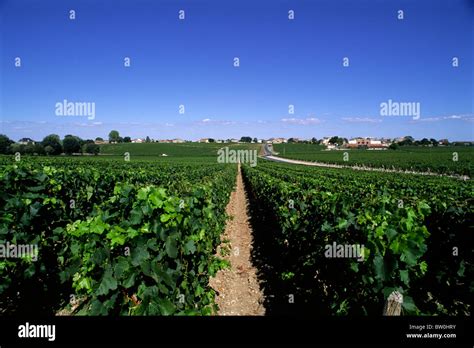 France, Bordeaux, Medoc vineyards Stock Photo - Alamy