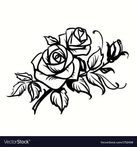 Roses Black Outline Drawing On White Background Vector Image